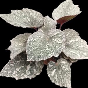Begonia Rex Silver King con hojas plateadas y detalles púrpura, planta tropical decorativa de interior.