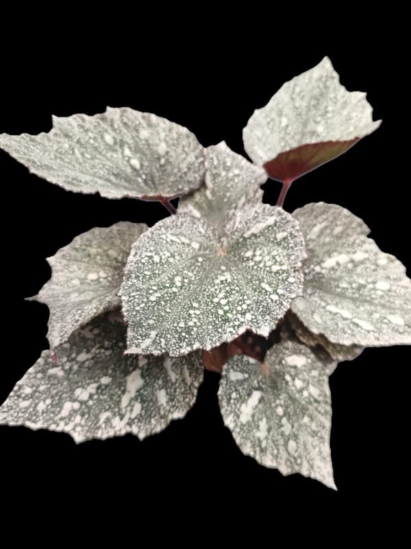 Begonia Rex Silver King con hojas plateadas y detalles púrpura, planta tropical decorativa de interior.
