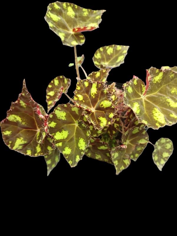 Begonia Garra de Tigre – 5 Razones para Elegir esta Planta Salvaje y Exótica - Imagen 2