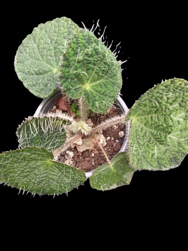 Begonia Rex Sizemoreae – Joya Botánica de Follaje Exótico 5 Razones para Amarla - Imagen 2