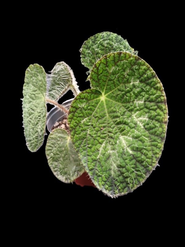 Begonia Rex Sizemoreae – Joya Botánica de Follaje Exótico 5 Razones para Amarla - Imagen 3