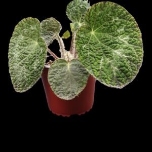 Begonia Rex Sizemoreae con hojas de textura aterciopelada y colores intensos, planta ornamental exótica.