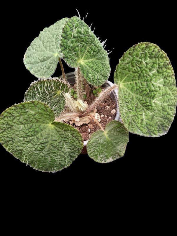 Begonia Rex Sizemoreae – Joya Botánica de Follaje Exótico 5 Razones para Amarla - Imagen 4