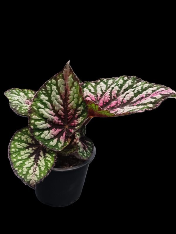 Begonia Rex Star Bright – ¡Color y Elegancia! 5 Razones para Enamorarte - Imagen 2