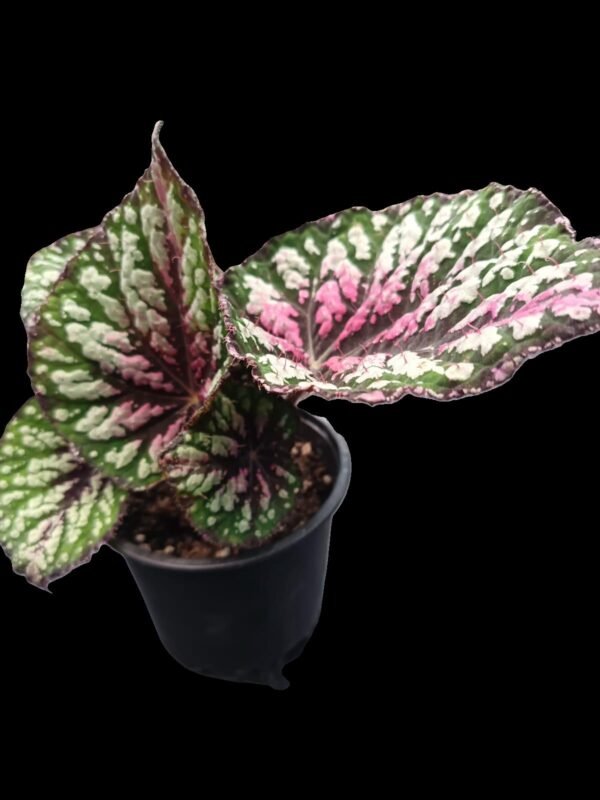 Begonia Rex Star Bright – ¡Color y Elegancia! 5 Razones para Enamorarte - Imagen 3