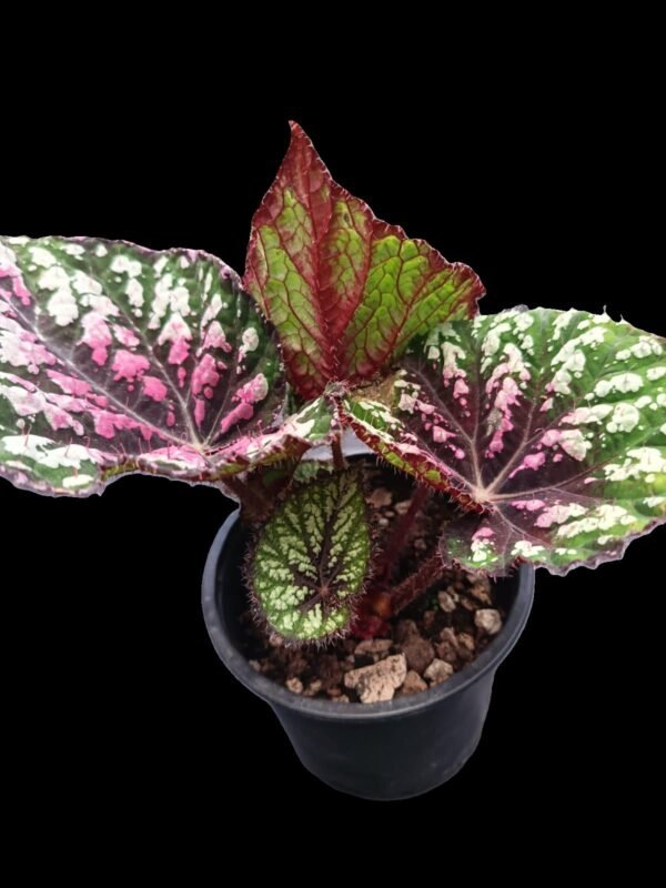 Begonia Rex Star Bright – ¡Color y Elegancia! 5 Razones para Enamorarte - Imagen 4