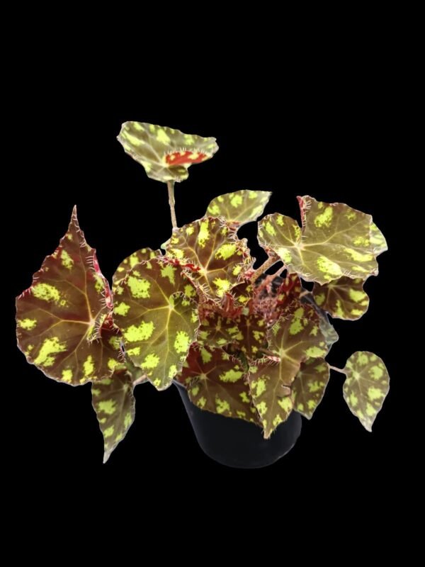 Begonia Garra de Tigre en maceta negra, con hojas moteadas en verde y rojo oscuro, ideal para decoración tropical en interiores.