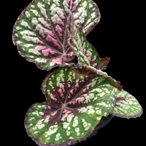 Begonia Rex Star Bright con hojas verdes, rosadas y plateadas en maceta decorativa