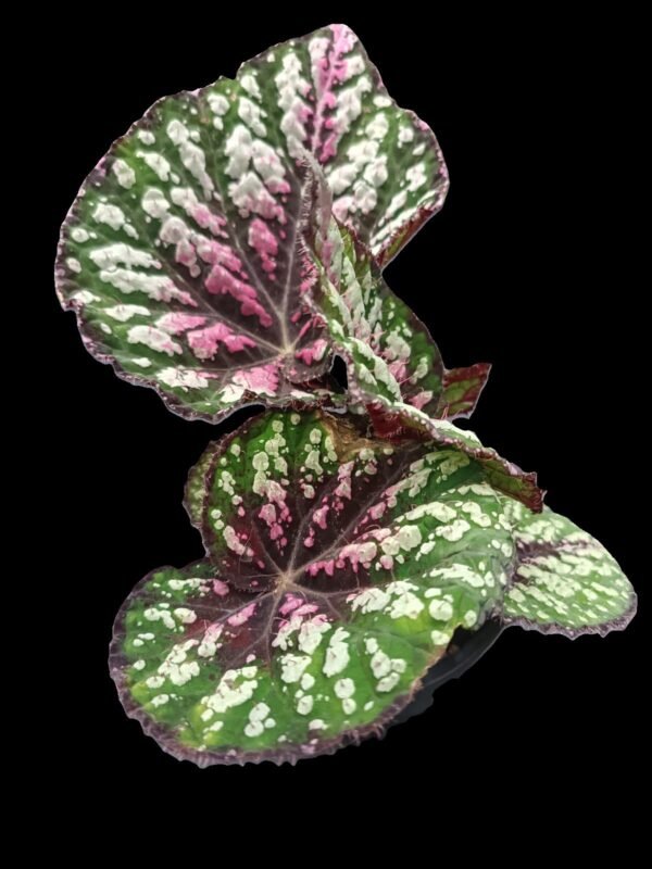 Begonia Rex Star Bright con hojas verdes, rosadas y plateadas en maceta decorativa
