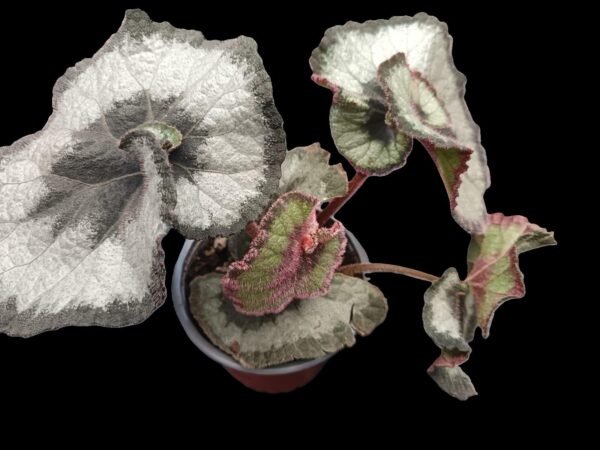 begonia escargot, begonia hojas en espiral, planta ornamental interior, begonia rex Ecuador,