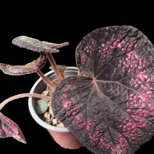 Begonia Rex candy stripe, con hojas grandes, coloridas y ornamentales en maceta decorativa dentro de un espacio interior iluminado.