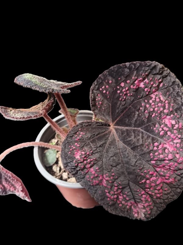 Begonia Rex candy stripe, con hojas grandes, coloridas y ornamentales en maceta decorativa dentro de un espacio interior iluminado.