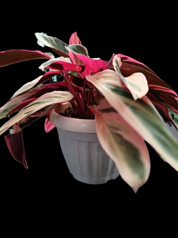 Stromanthe Triostar – 5 Razones para Tener esta Planta Exótica en Casa - Imagen 2
