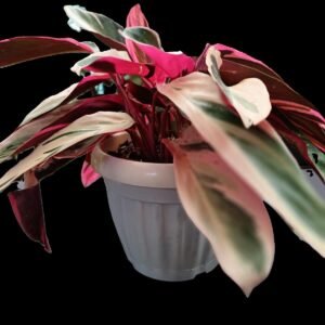 Stromanthe Triostar – 5 Razones para Tener esta Planta Exótica en Casa