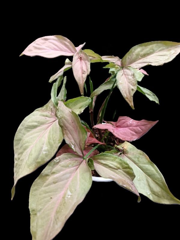 Syngonium Pink – 1 planta Exótica, colorida y fácil de cuidar | Kristy Garden - Imagen 2