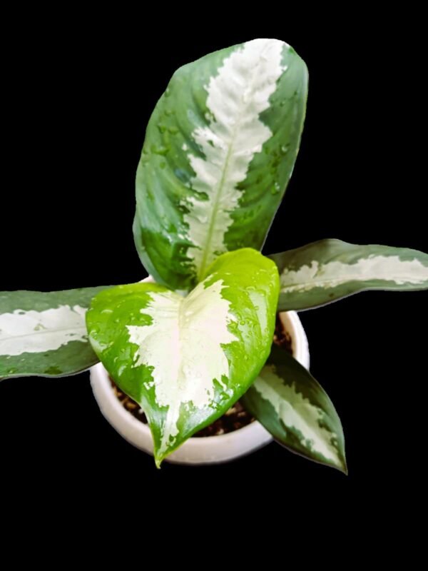 Aglaonema Pattaya: 1 Planta Exótica para Decorar tu Hogar en Ecuador | Kristy Garden - Imagen 3