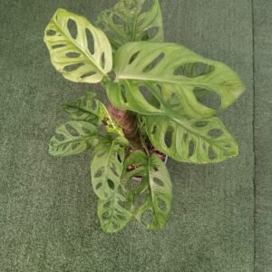 Monstera Monkey Adansonii con hojas perforadas decorando sala moderna