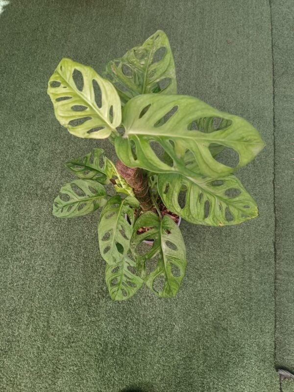 Monstera Monkey Adansonii con hojas perforadas decorando sala moderna