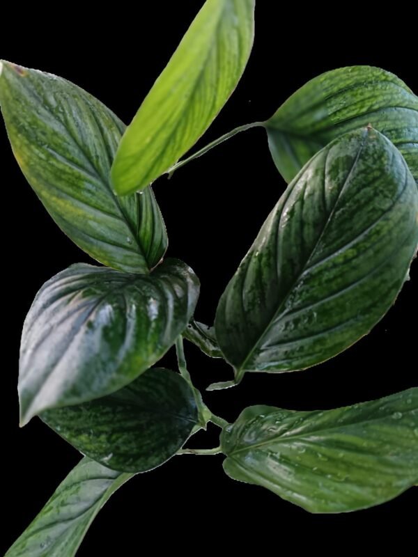 Filodendro Perú : Increíble Monstera 3 beneficios - Imagen 4