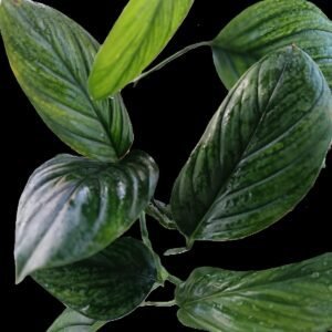 Filodendro Perú o Monstera Pinnatipartita