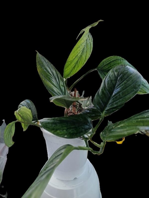 Filodendro Perú : Increíble Monstera 3 beneficios - Imagen 5