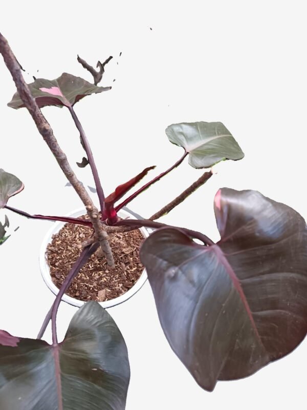 Philodendron Pink Princess: ¡Exclusividad y elegancia en una sola planta! 5 Razones para Amarla - Imagen 2