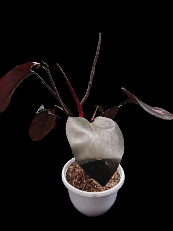 Philodendron Pink Princess: ¡Exclusividad y elegancia en una sola planta! 5 Razones para Amarla - Imagen 3