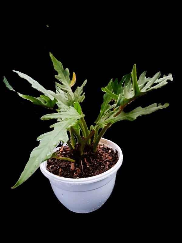 Filodendro Xanadu :Planta Exótica y Purificadora en tu Colección 5 Razones para Tenerla - Imagen 2
