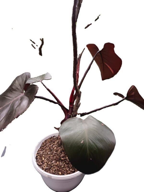 Philodendron Pink Princess: ¡Exclusividad y elegancia en una sola planta! 5 Razones para Amarla - Imagen 4