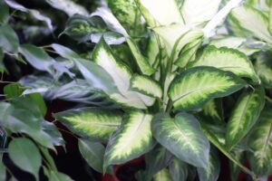 green, nature, plants, fern, forest