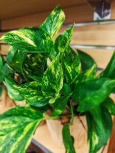plant, botany, flora, nature, growing, garden, vegetation, foliage, close up