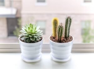 succulent, plant, nature, cactus, cacti, grow, window, pots