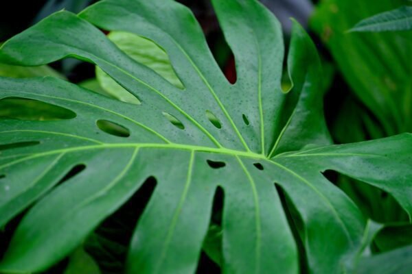 monsera, plant, leaf, nature, flora, botany, monstera deliciosa