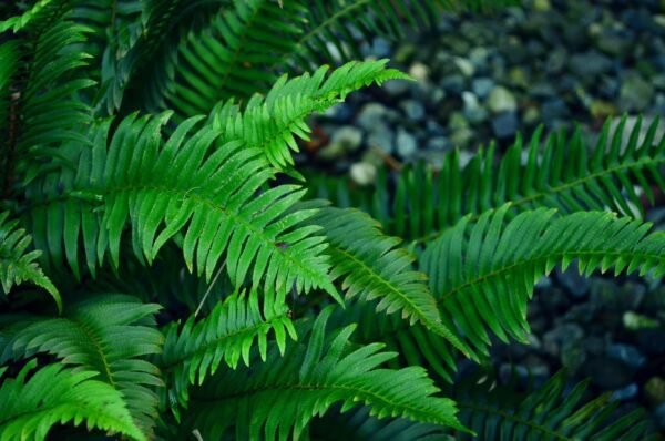 ferns, rocks, plants, moss, forest, green, stone, nature, overgrown, environment, leaves, trees, water, green rock, green stone