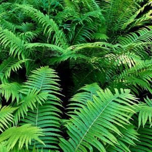 fern, plant, green, nature, leaves, flora, green plant, frond, fern fronds, fern leaf, fern, fern, fern, fern, fern, nature, leaves, fern fronds