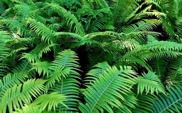 fern, plant, green, nature, leaves, flora, green plant, frond, fern fronds, fern leaf, fern, fern, fern, fern, fern, nature, leaves, fern fronds
