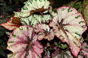 leaves, begonia, flora, nature, painted-leaf begonia, botany, growth, foliage, plant, begonia, begonia, begonia, begonia, begonia