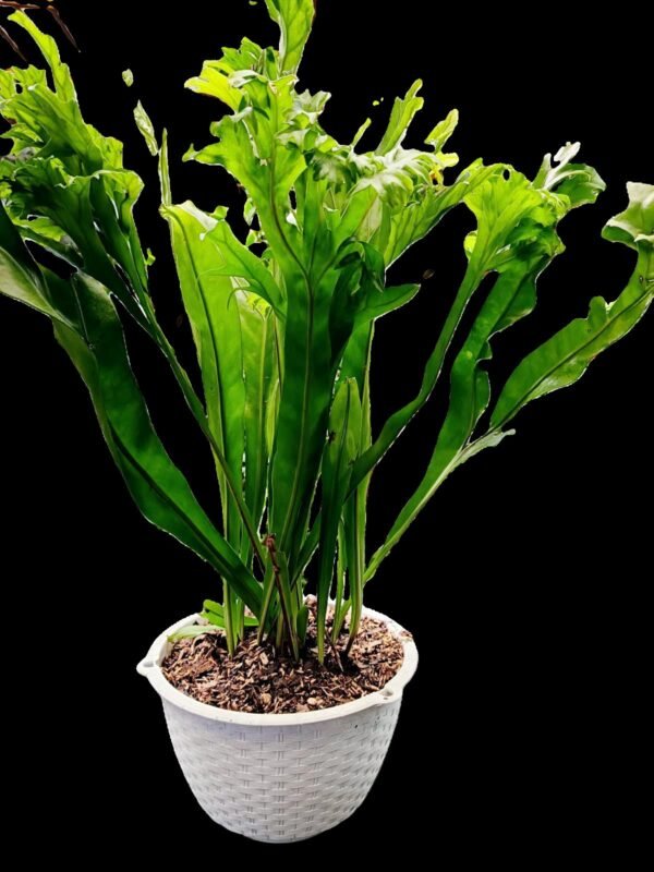 Helecho Microsorum Punctatum: Descubre 7 Razones para Amarlo en Tu Espacio Verde - Imagen 5