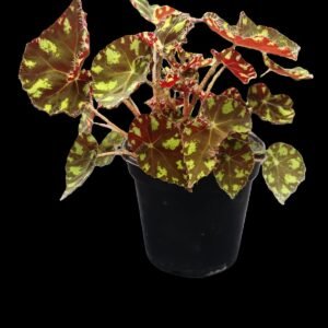 Begonia Garra de Tigre en maceta negra, con hojas moteadas en verde y rojo oscuro, ideal para decoración tropical en interiores.