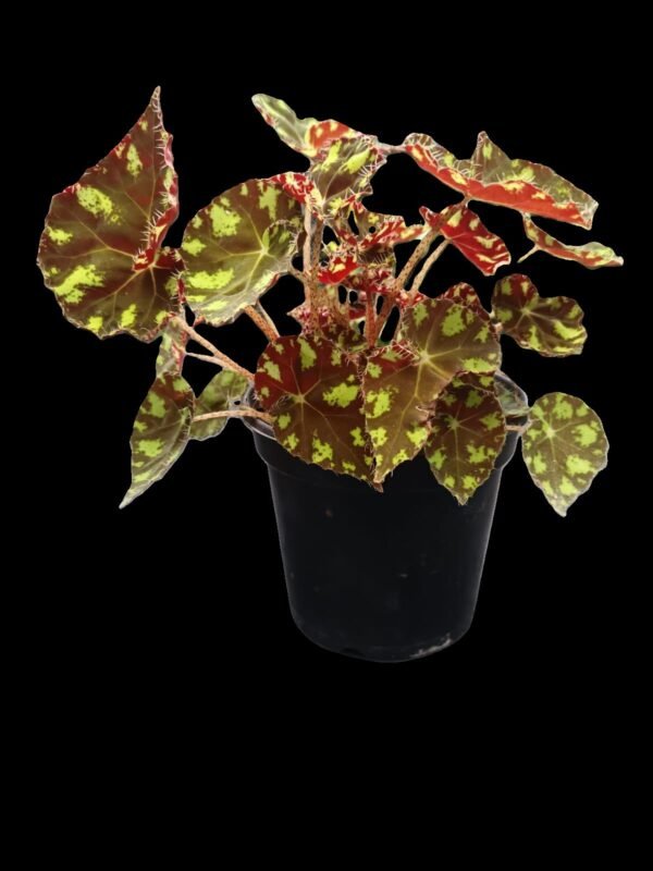 Begonia Garra de Tigre en maceta negra, con hojas moteadas en verde y rojo oscuro, ideal para decoración tropical en interiores.