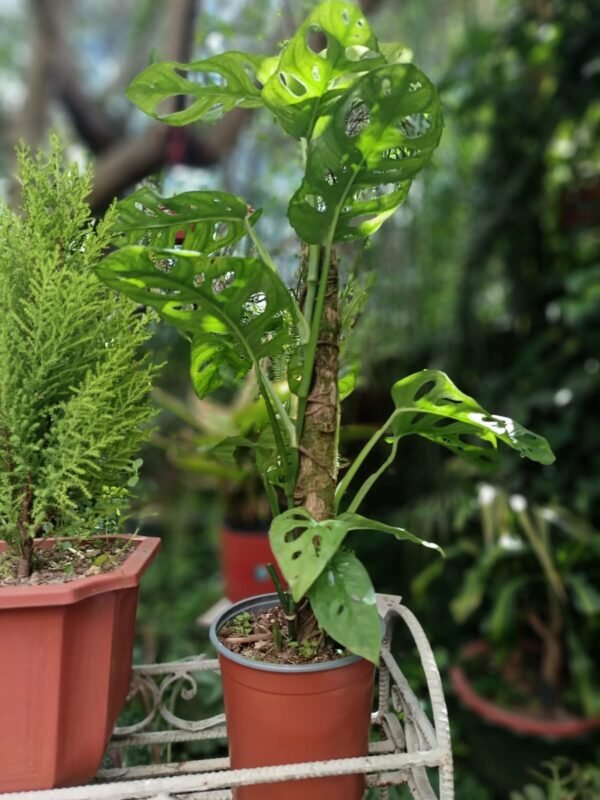 Monstera Monkey Adansonii: 7 impresionantes  Beneficios de Tener esta Planta en Casa - Imagen 4