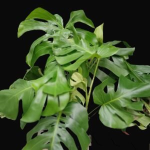 Monstera Deliciosa Ecuador o costilla de Adan