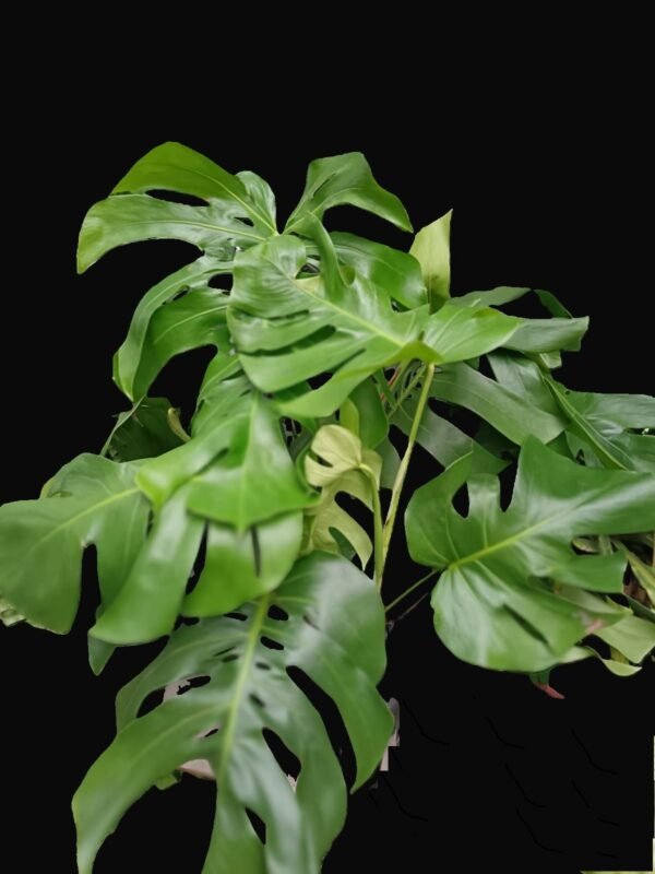 Monstera Deliciosa Ecuador o costilla de Adan