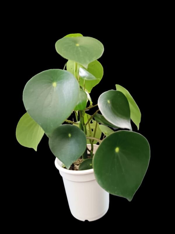 Planta Peperomia Polybotrya en maceta blanca decorativa