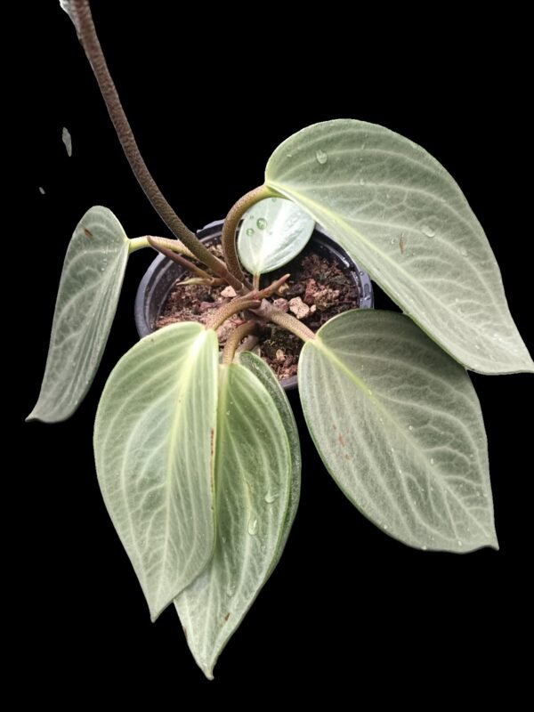Peperomia maculosa: 5 Razones para Tener esta Planta Tropical, Segura y Exótica - Imagen 3
