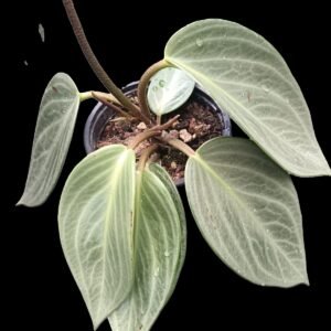 Peperomia maculosa con hojas moteadas verdes y plateadas en maceta blanca