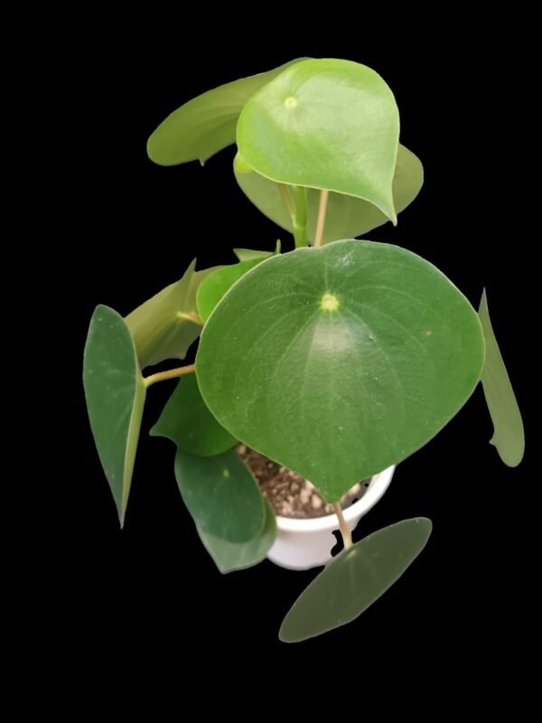 Peperomia Polybotrya: 7 Razones Irresistibles para Tenerla en Casa - Imagen 5