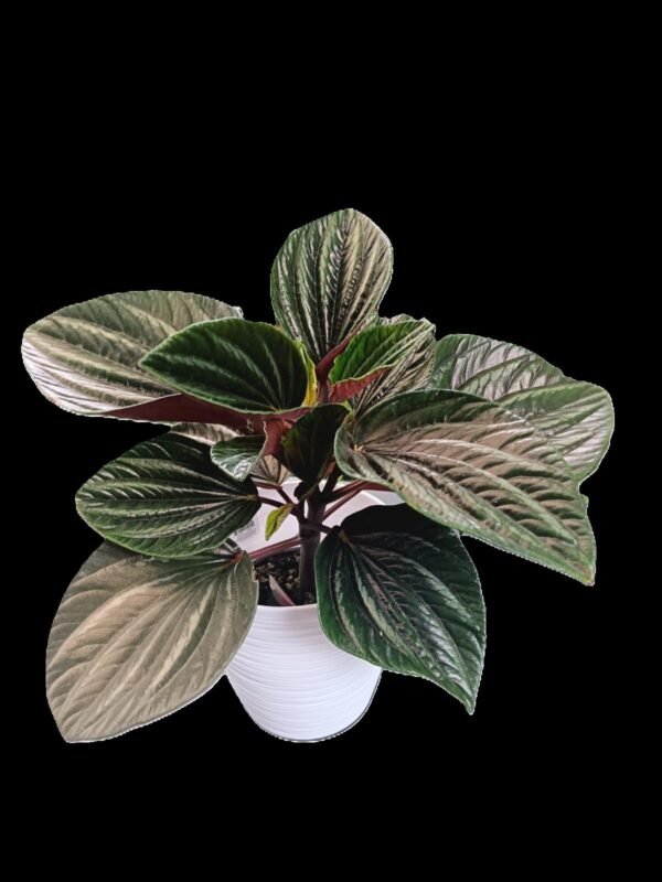 Peperomia Caperata Kristy: 7 Razones para Amar Esta Planta Única de Interior - Imagen 3