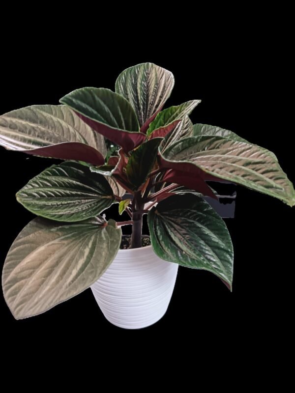 Peperomia Caperata Kristy: 7 Razones para Amar Esta Planta Única de Interior - Imagen 2