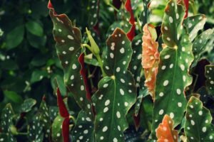 Close-up of vibrant Begonia Maculata with distinctive white polka dots in outdoor garden setting.
